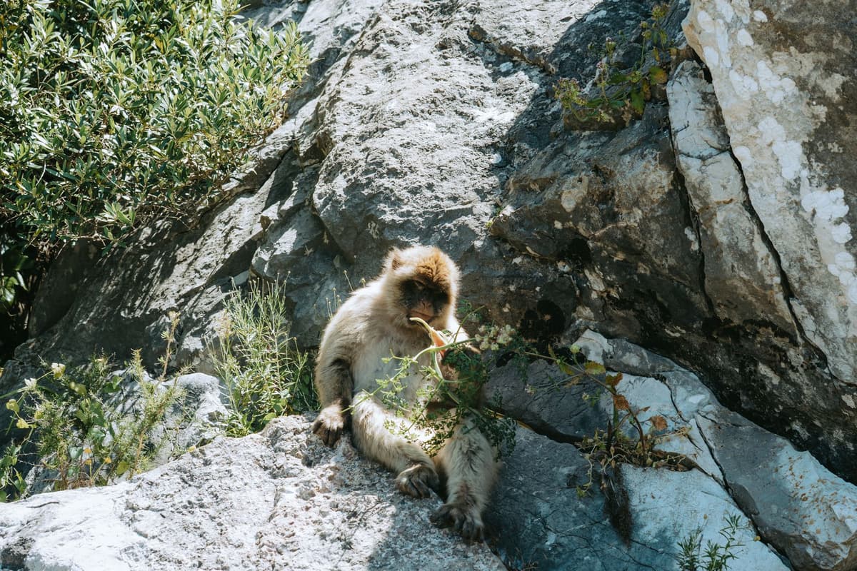 Gibraltar 6