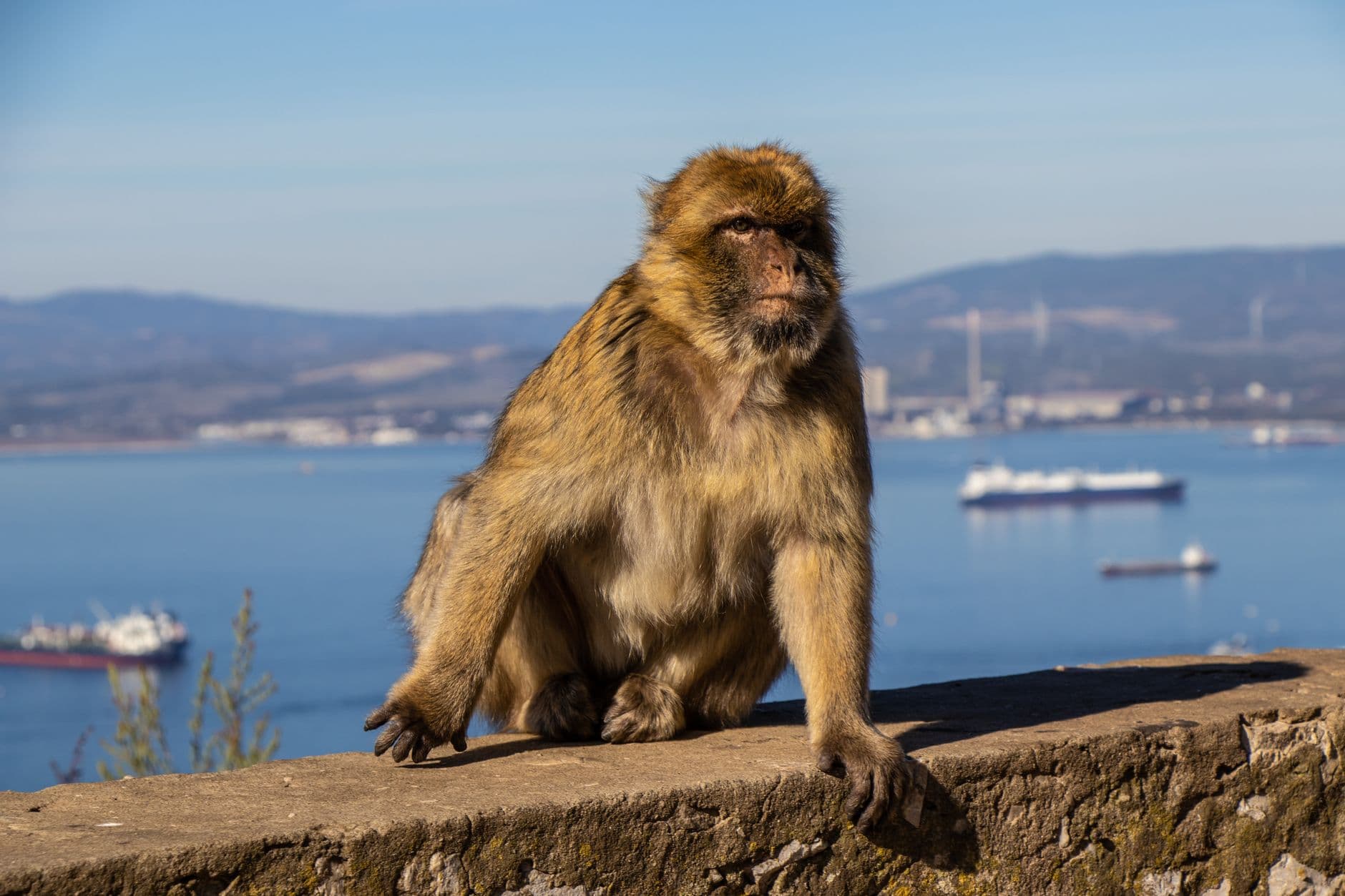 Gibraltar 9