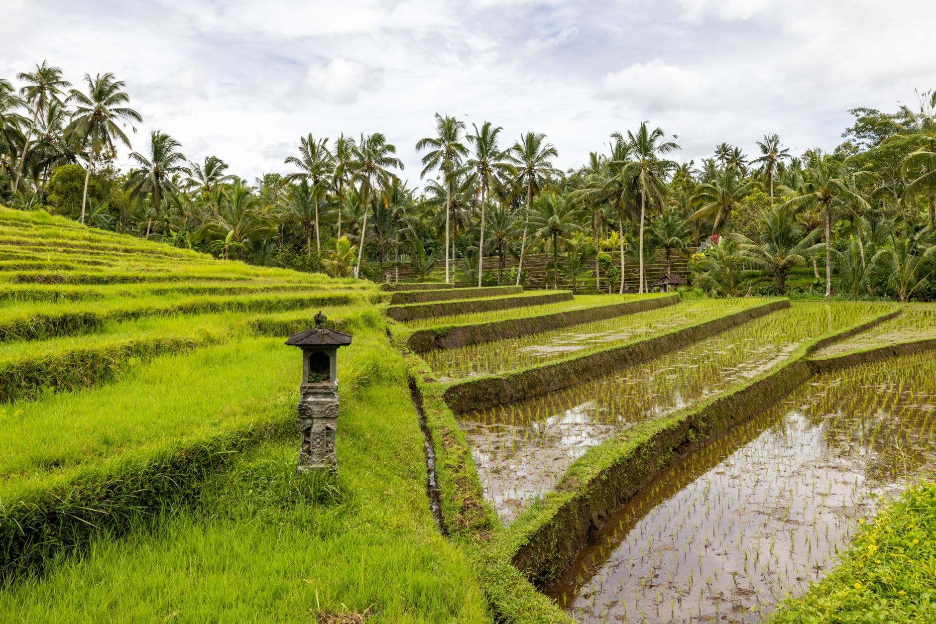 eSIM in Ubud Rice Terraces 1