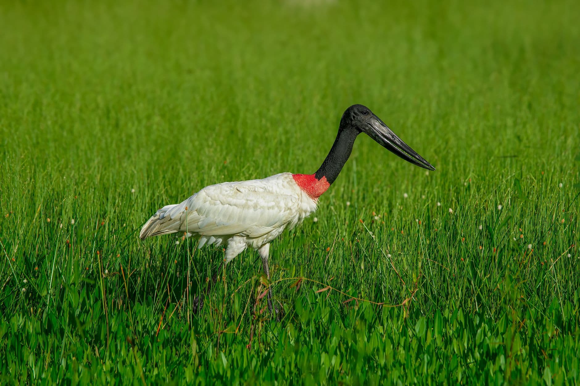 eSIM in Pantanal 1