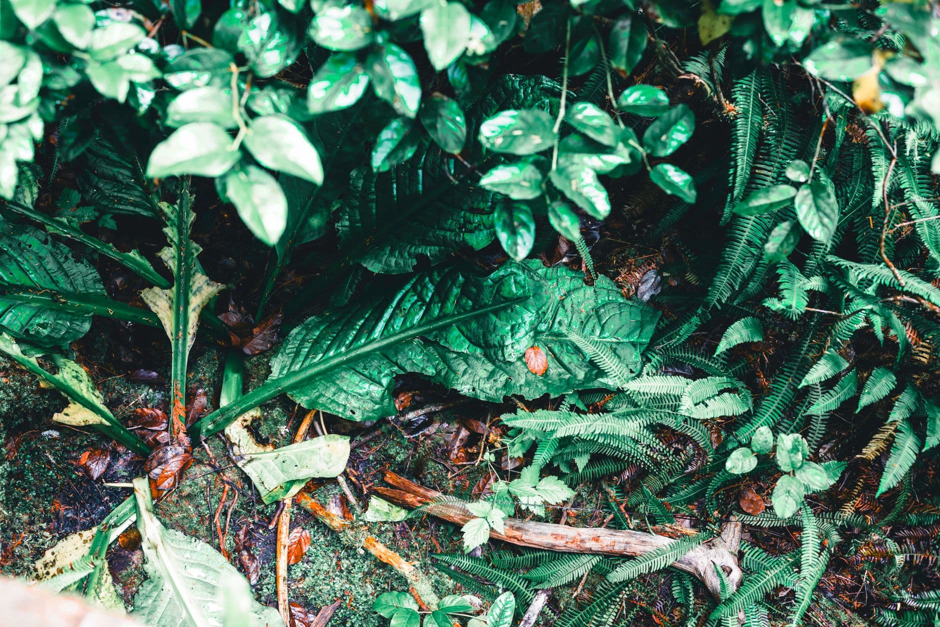 eSIM in Corcovado National Park 2