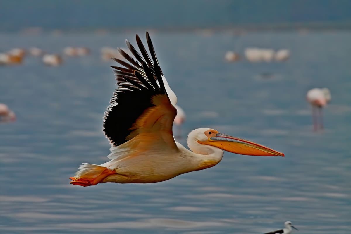 eSIM in Lake Nakuru 2