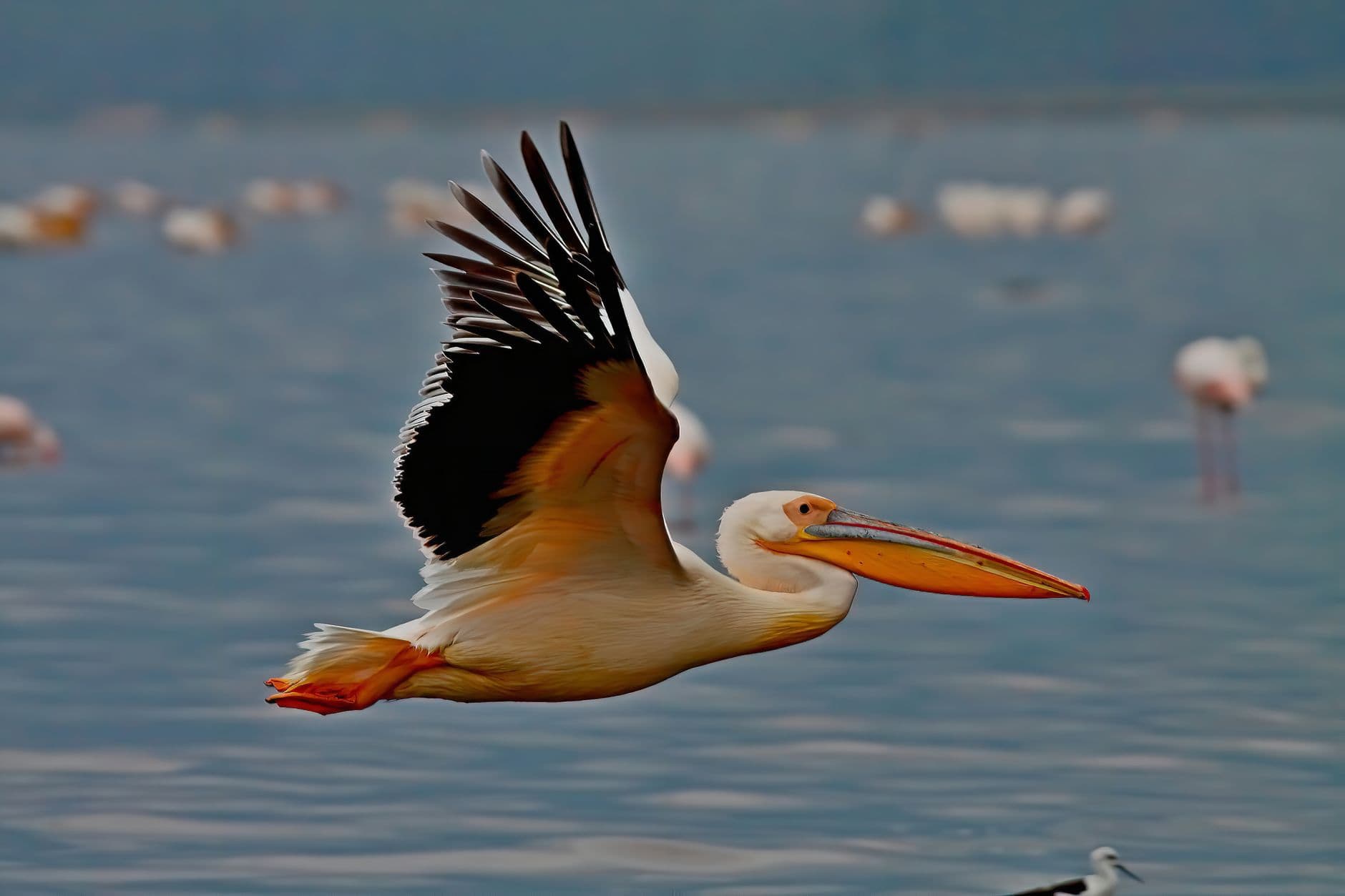 eSIM in Lake Nakuru 2