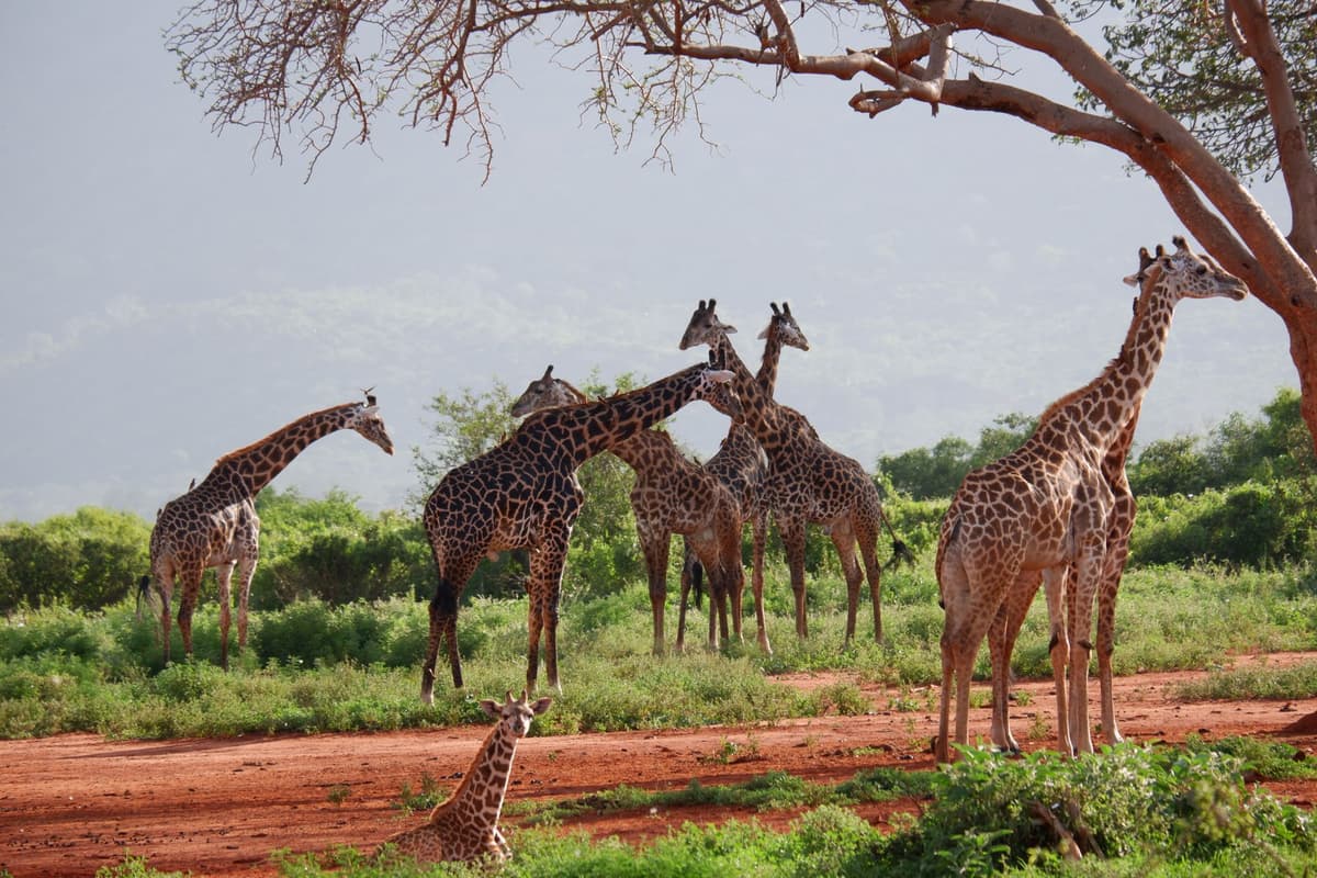eSIM in Tsavo National Park 2