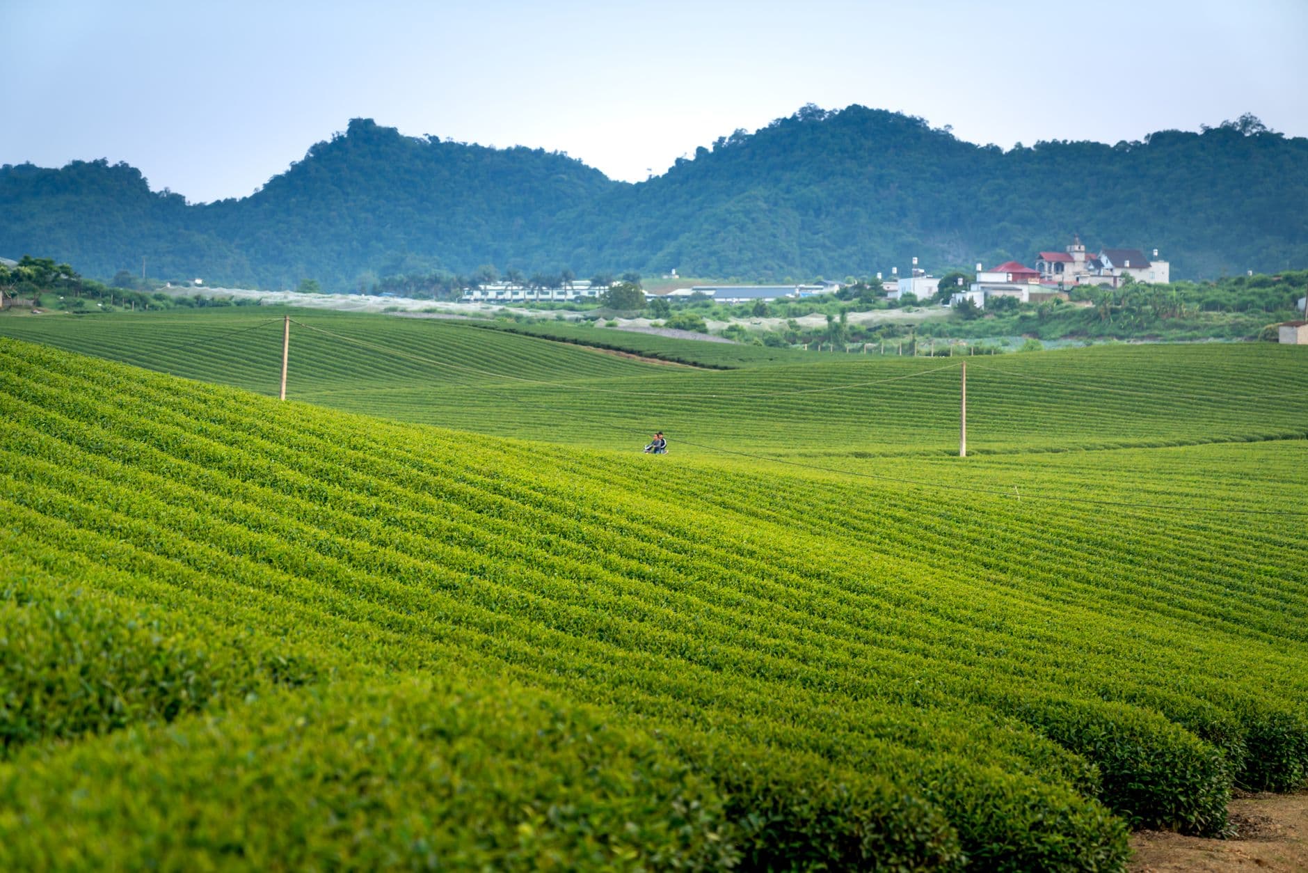 eSIM in Boseong Tea Fields 2