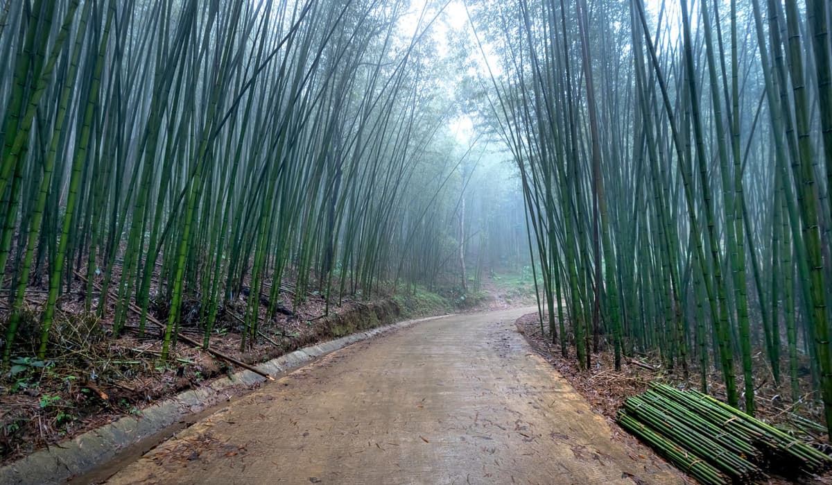 eSIM in Damyang Bamboo Forest 1