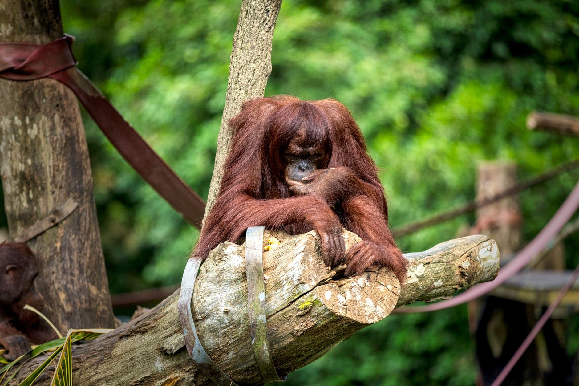 eSIM in Borneo Sabah 2