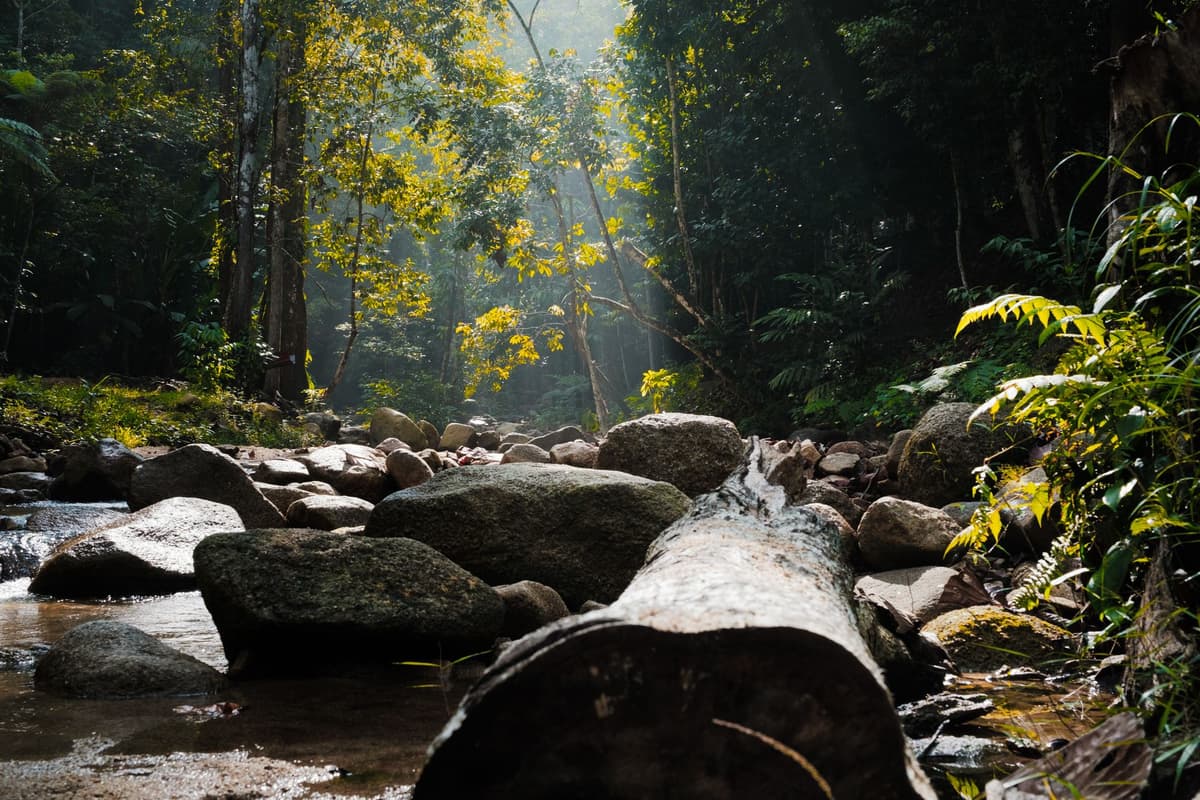 eSIM in Taman Negara 2