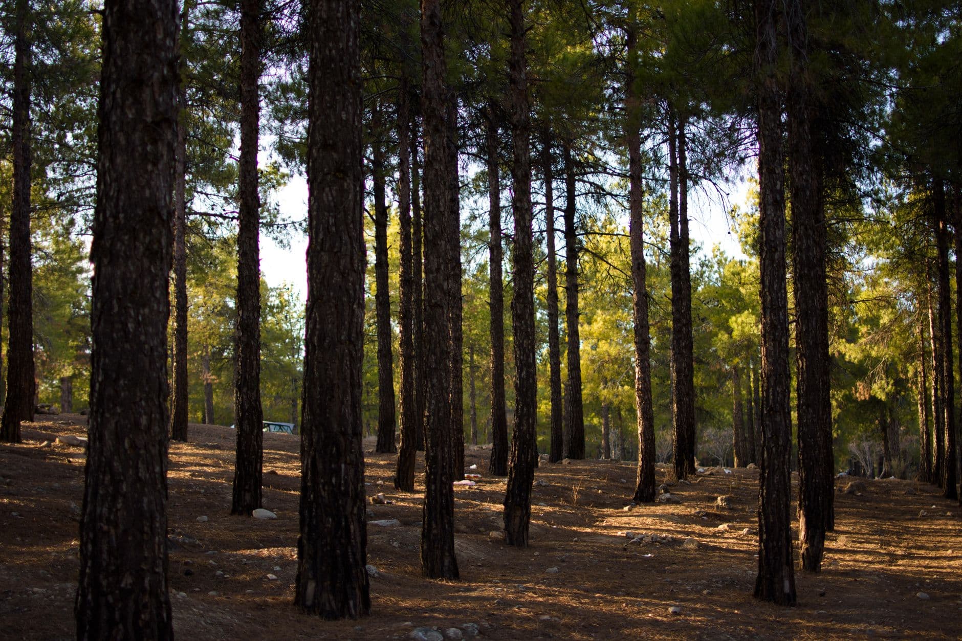 eSIM in Ajloun Forest Reserve 1