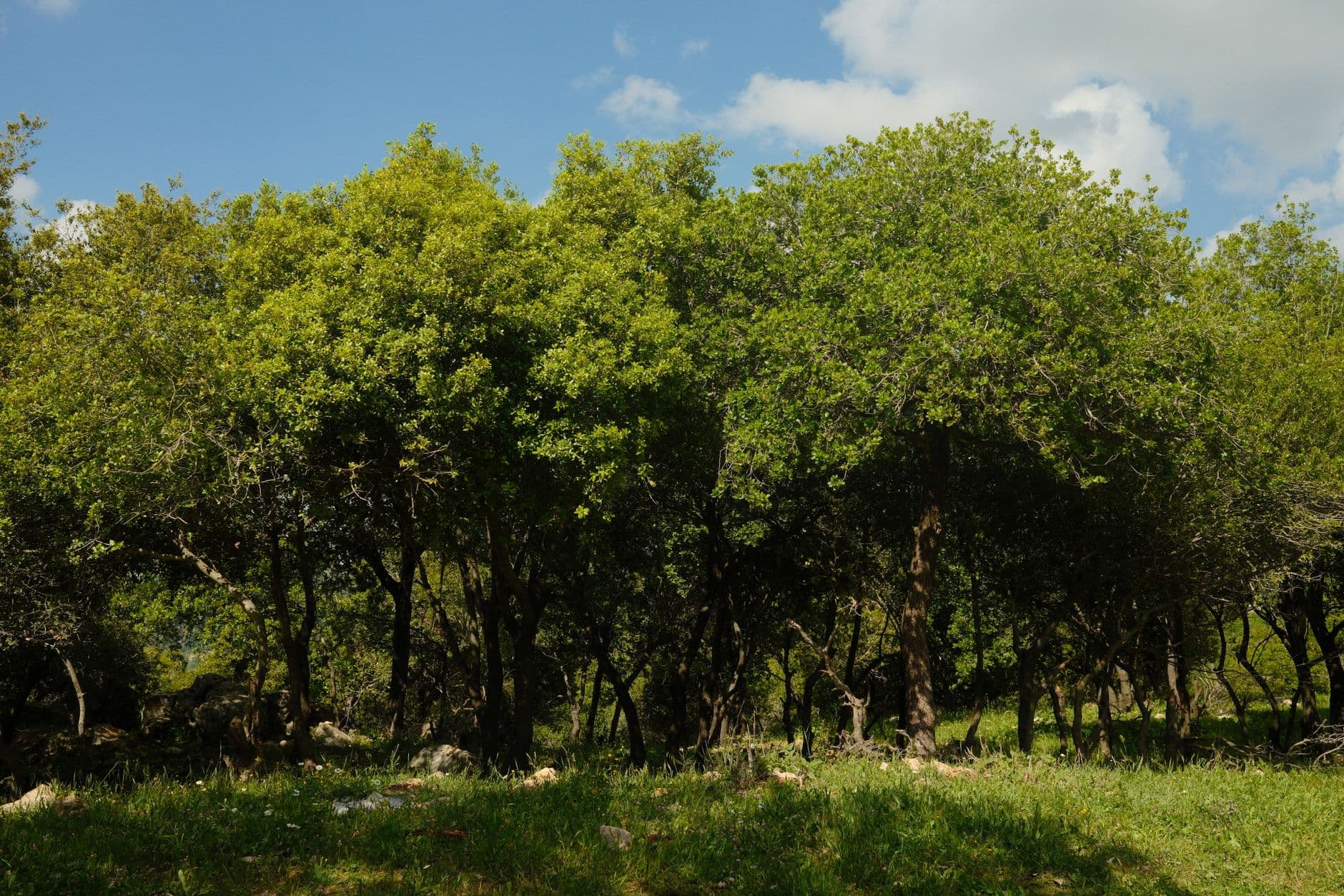 eSIM in Ajloun Forest Reserve 2