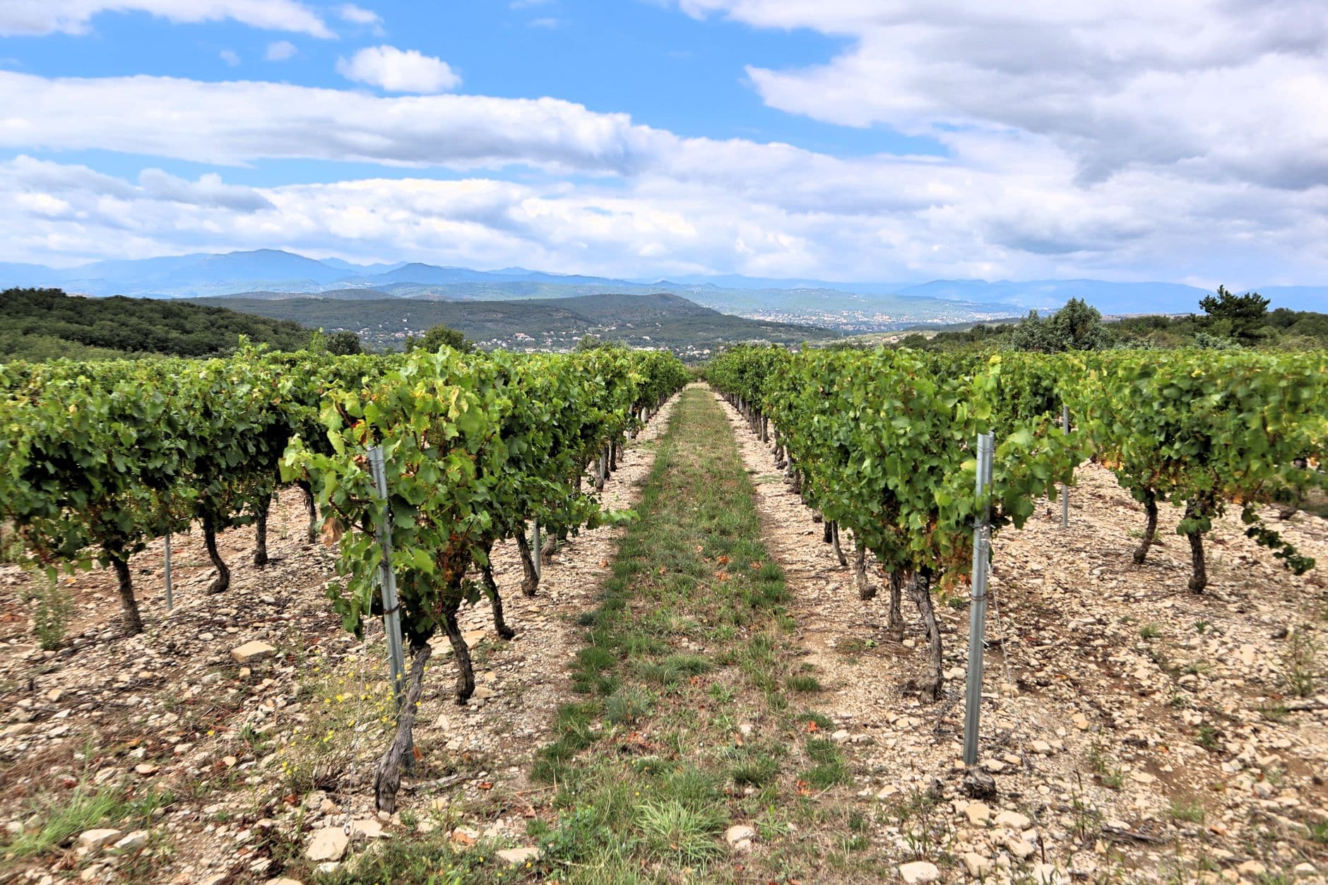eSIM in Tokaj Wine Region 2