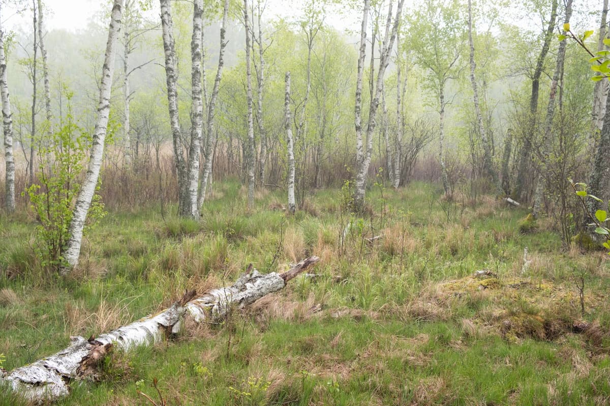 eSIM in Bialowieza Forest 1