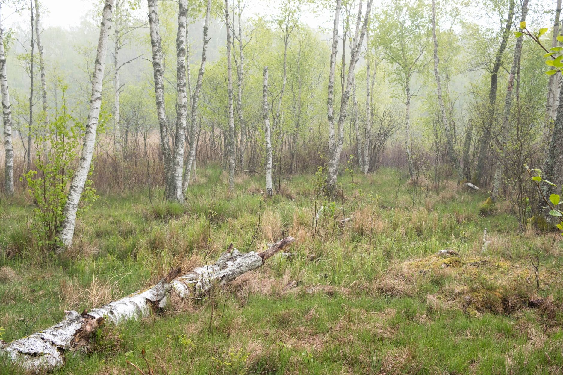 eSIM in Bialowieza Forest 1