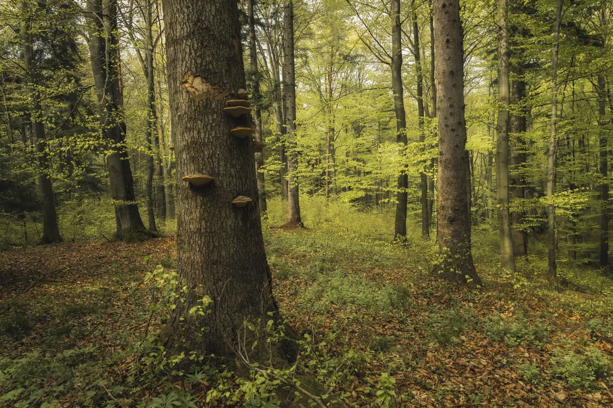 eSIM in Bialowieza Forest 2
