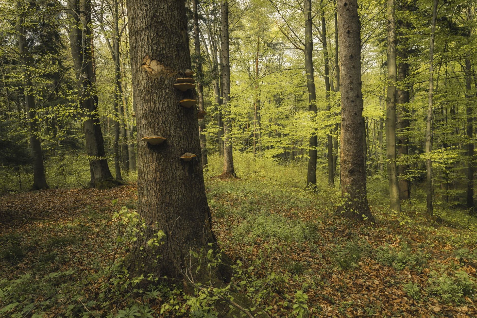 eSIM in Bialowieza Forest 2