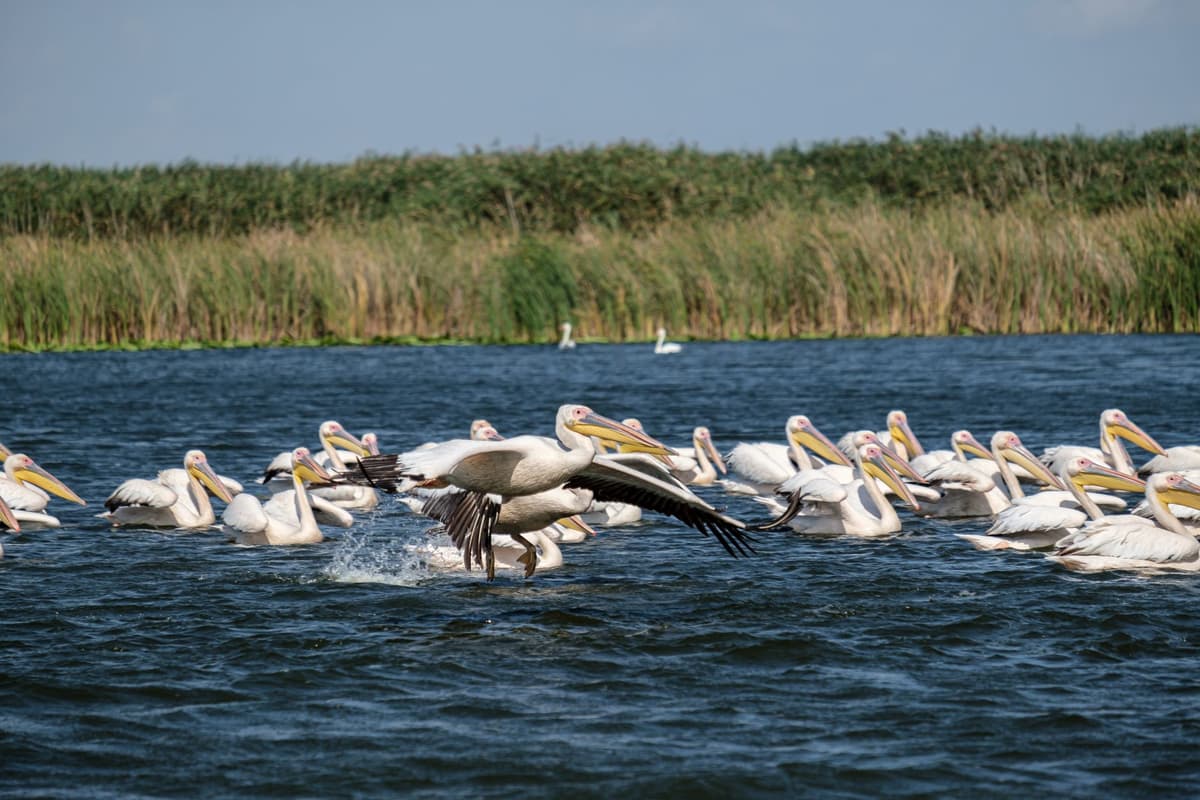 eSIM in Danube Delta 1