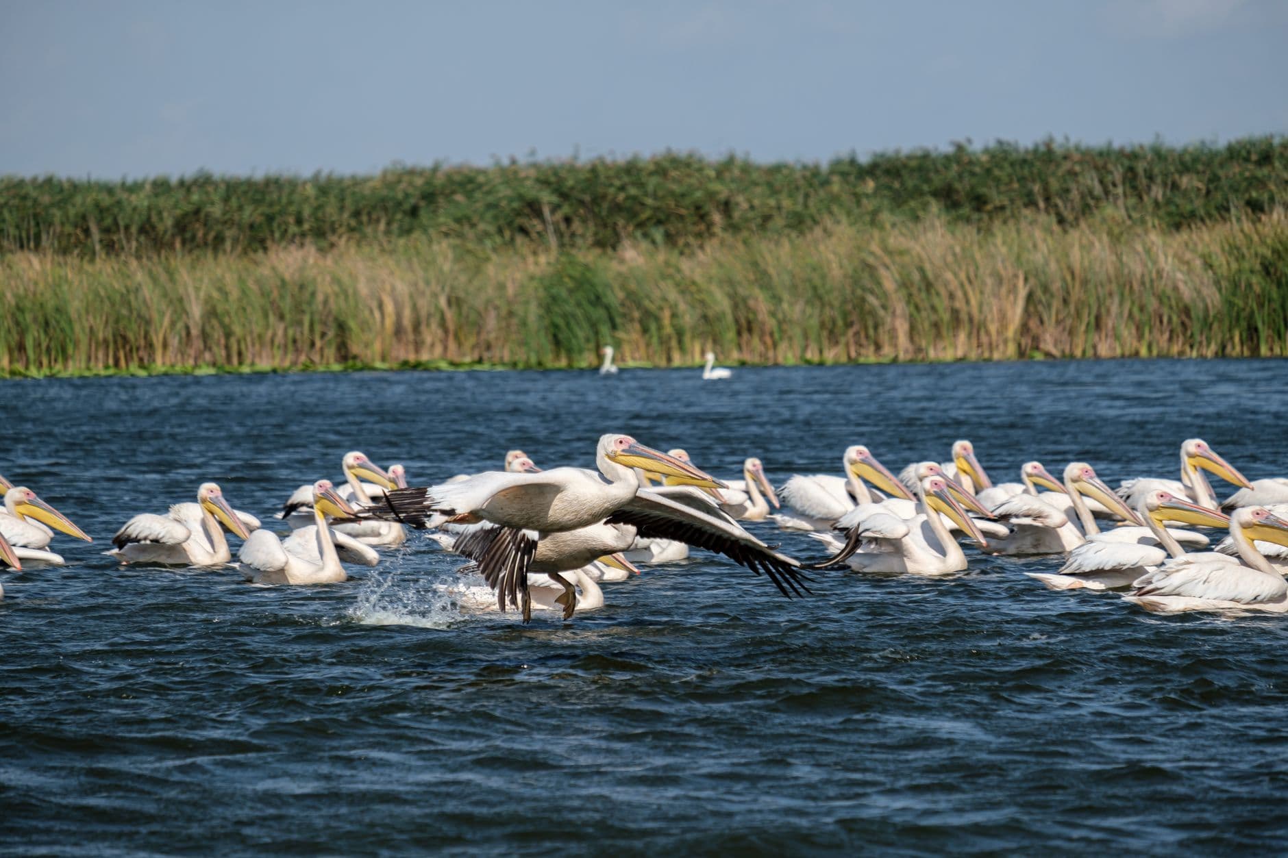 eSIM in Danube Delta 1