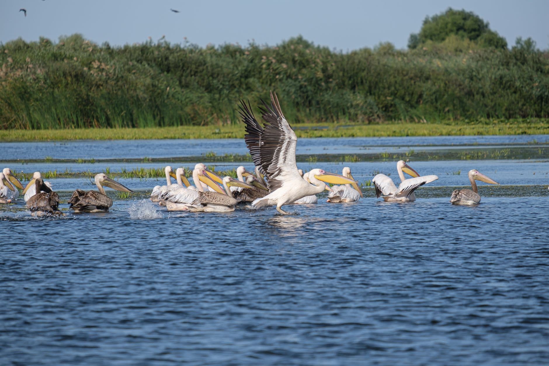 eSIM in Danube Delta 2