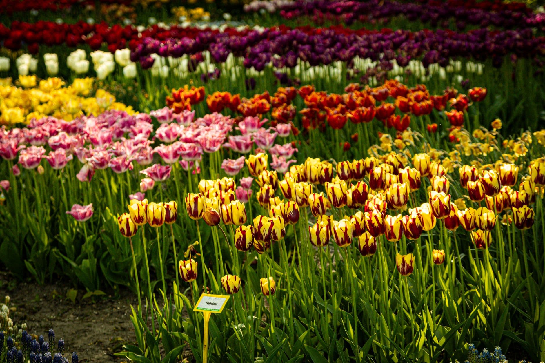 eSIM in Keukenhof Gardens 1