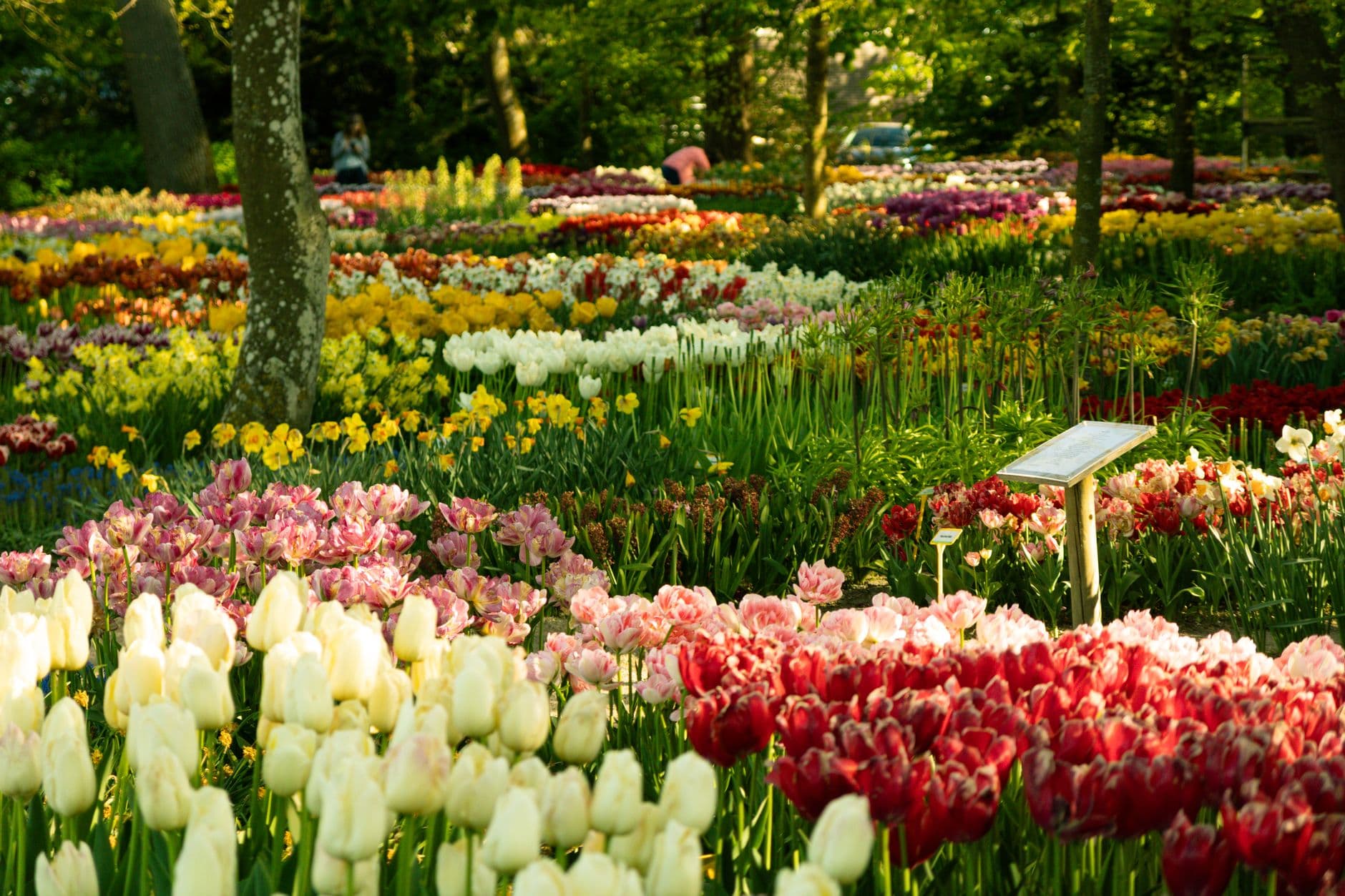 eSIM in Keukenhof Gardens 2