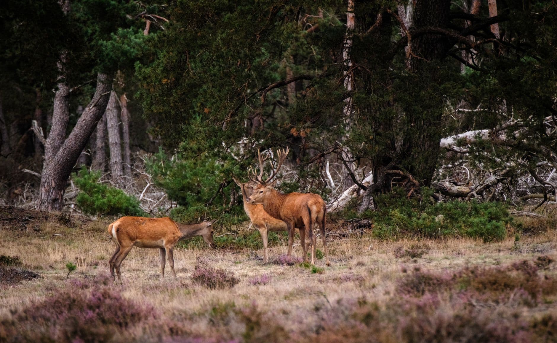 eSIM in Hoge Veluwe National Park 1