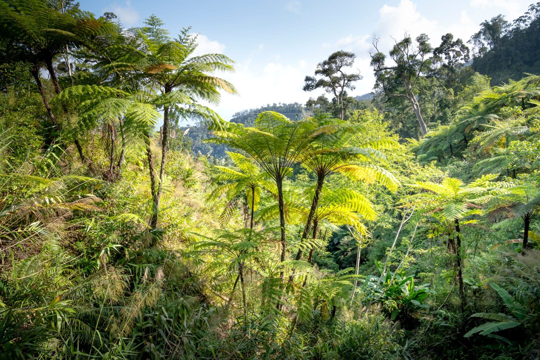 eSIM in Andasibe Rainforest 1