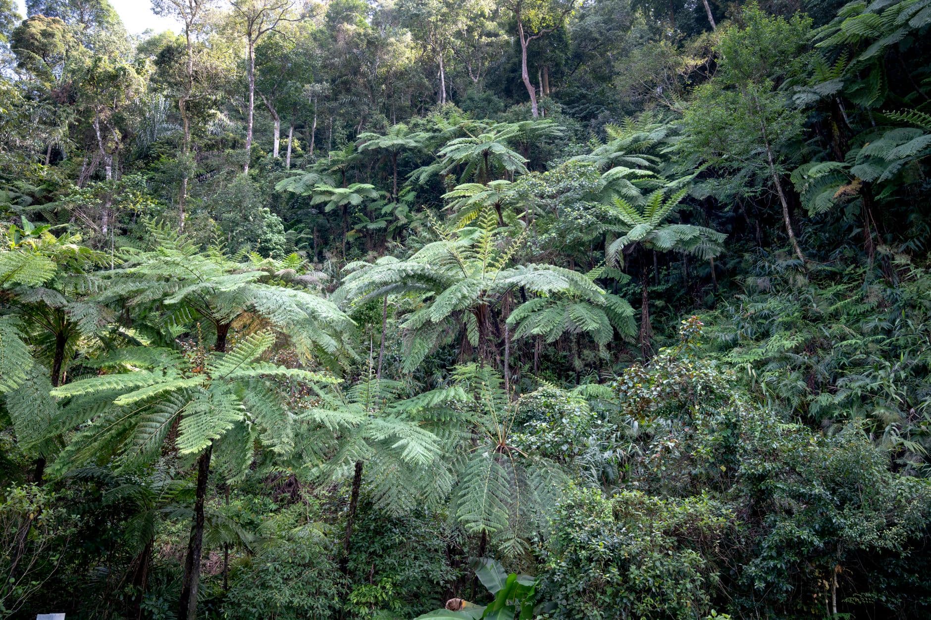 eSIM in Andasibe Rainforest 2