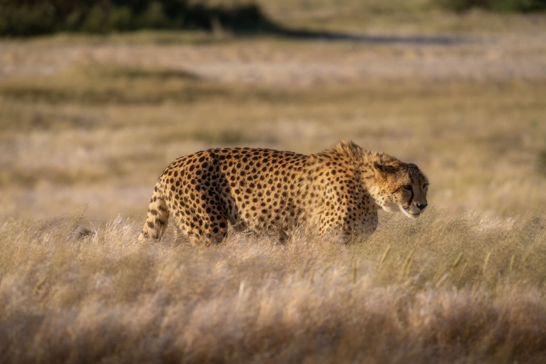 eSIM in Central Kalahari 1