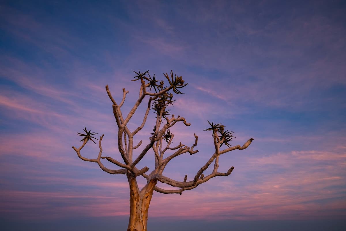 eSIM in Central Kalahari 2