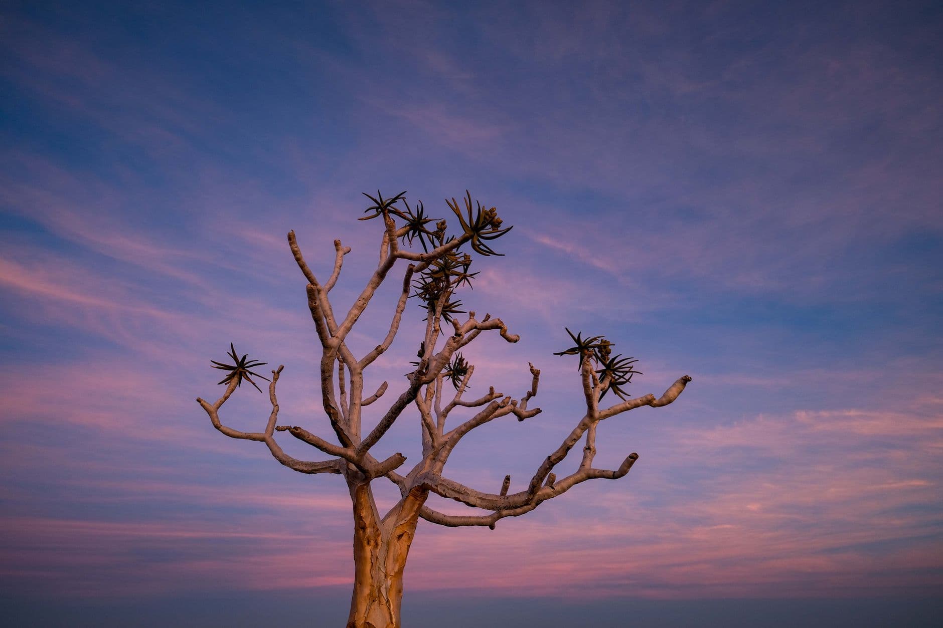 eSIM in Central Kalahari 2