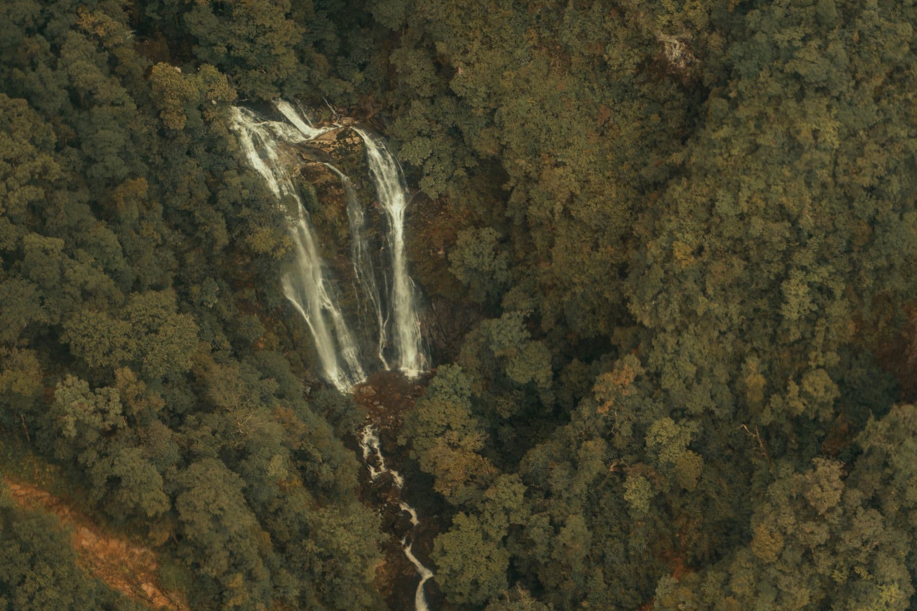 eSIM in Nyungwe Forest 1