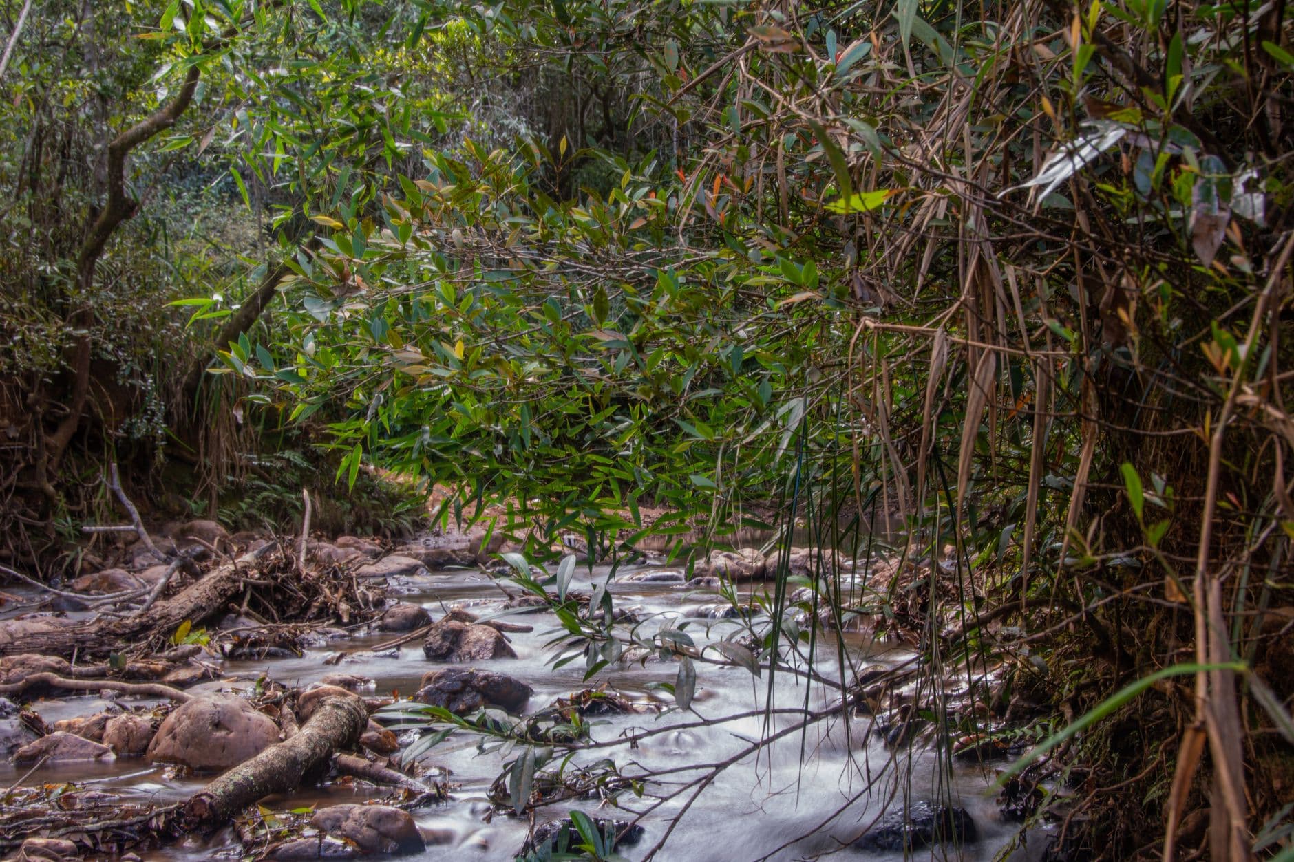eSIM in Nyungwe Forest 2