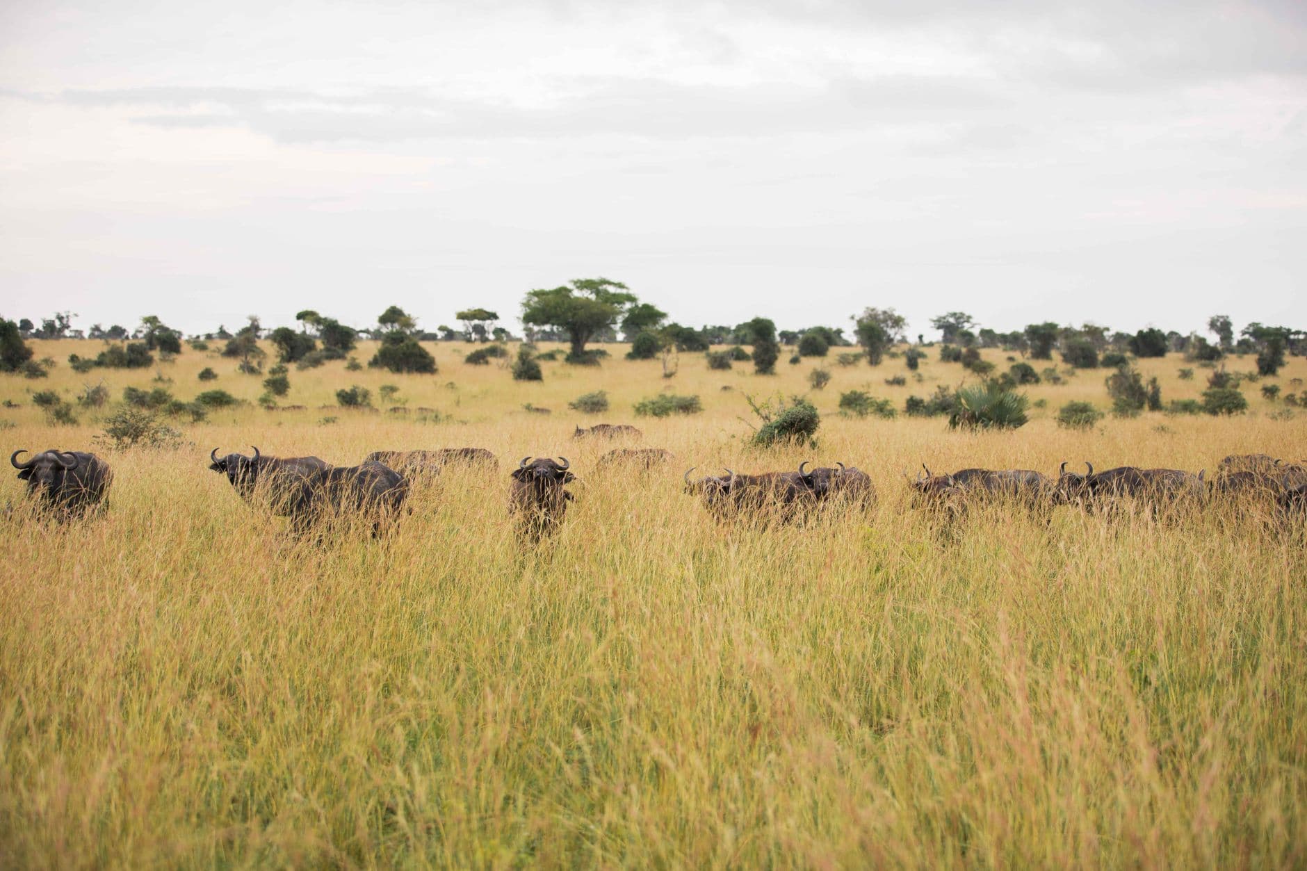 eSIM in Queen Elizabeth National Park 1