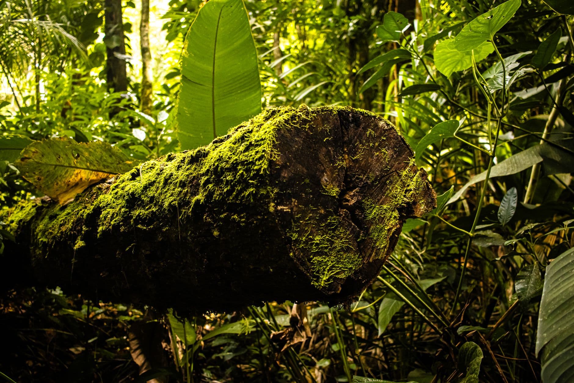 eSIM in Darien Jungle 1