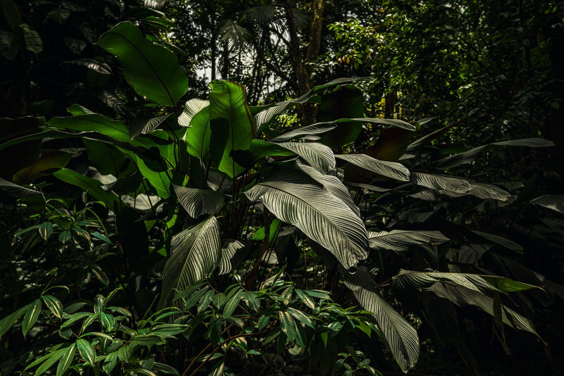 eSIM in Darien Jungle 2