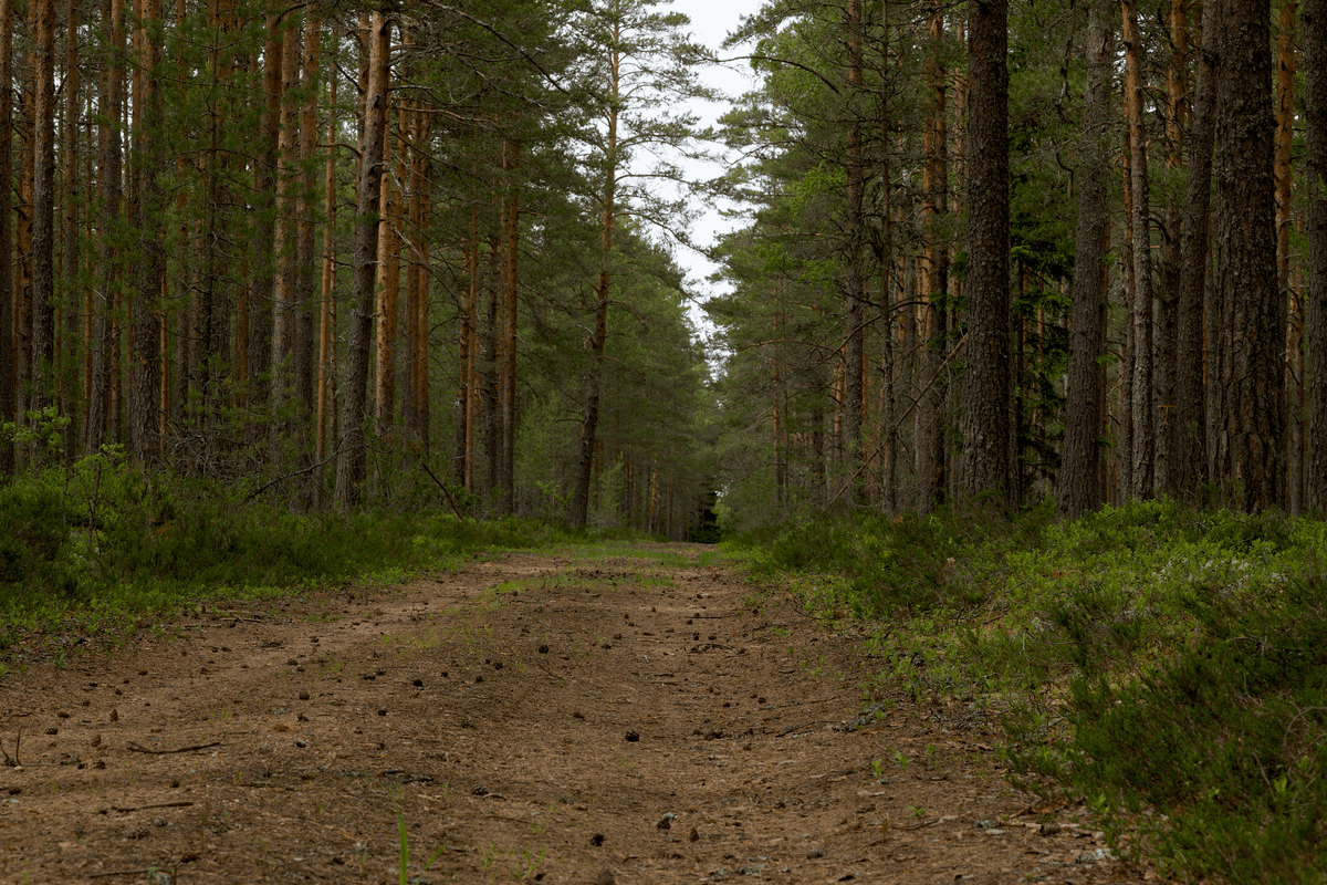 eSIM in Gauja National Park 2