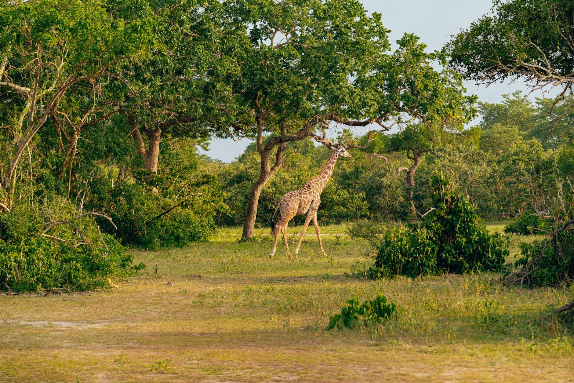 eSIM in Mole National Park 2