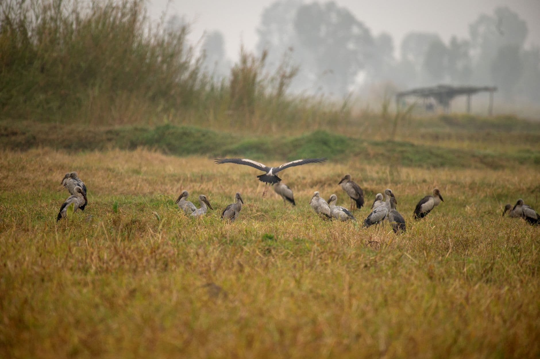 eSIM in Djoudj Bird Sanctuary 1