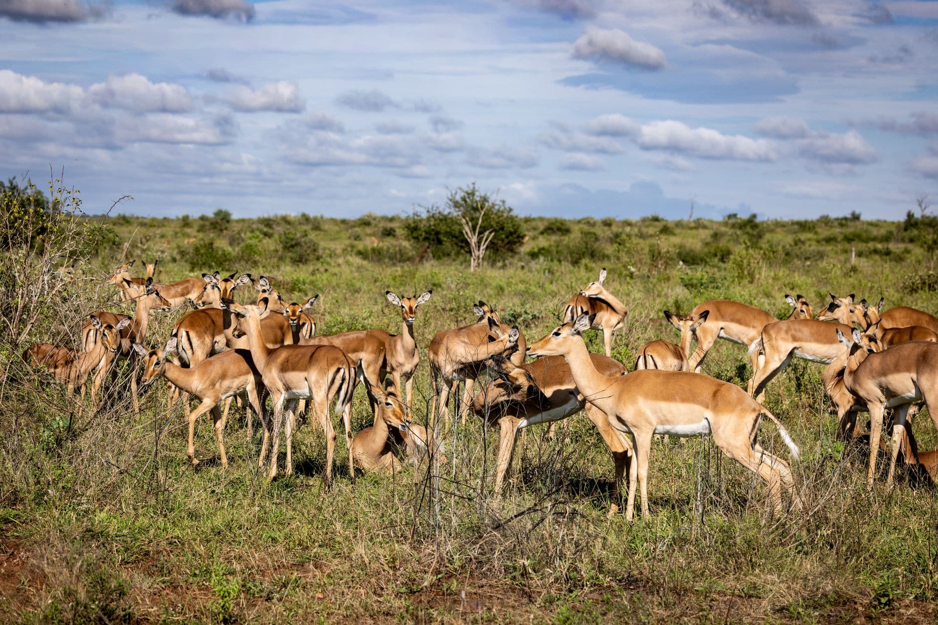 eSIM in Yankari Game Reserve 2