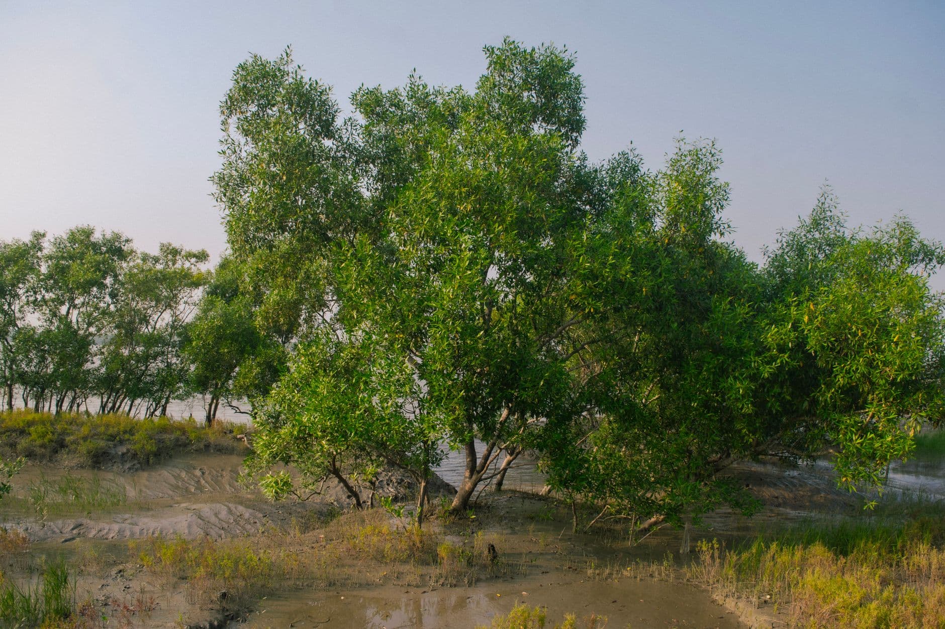eSIM in Sundarbans Mangrove Forest 1