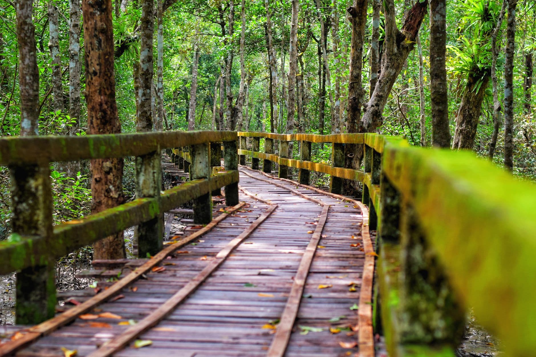 eSIM in Sundarbans Mangrove Forest 2