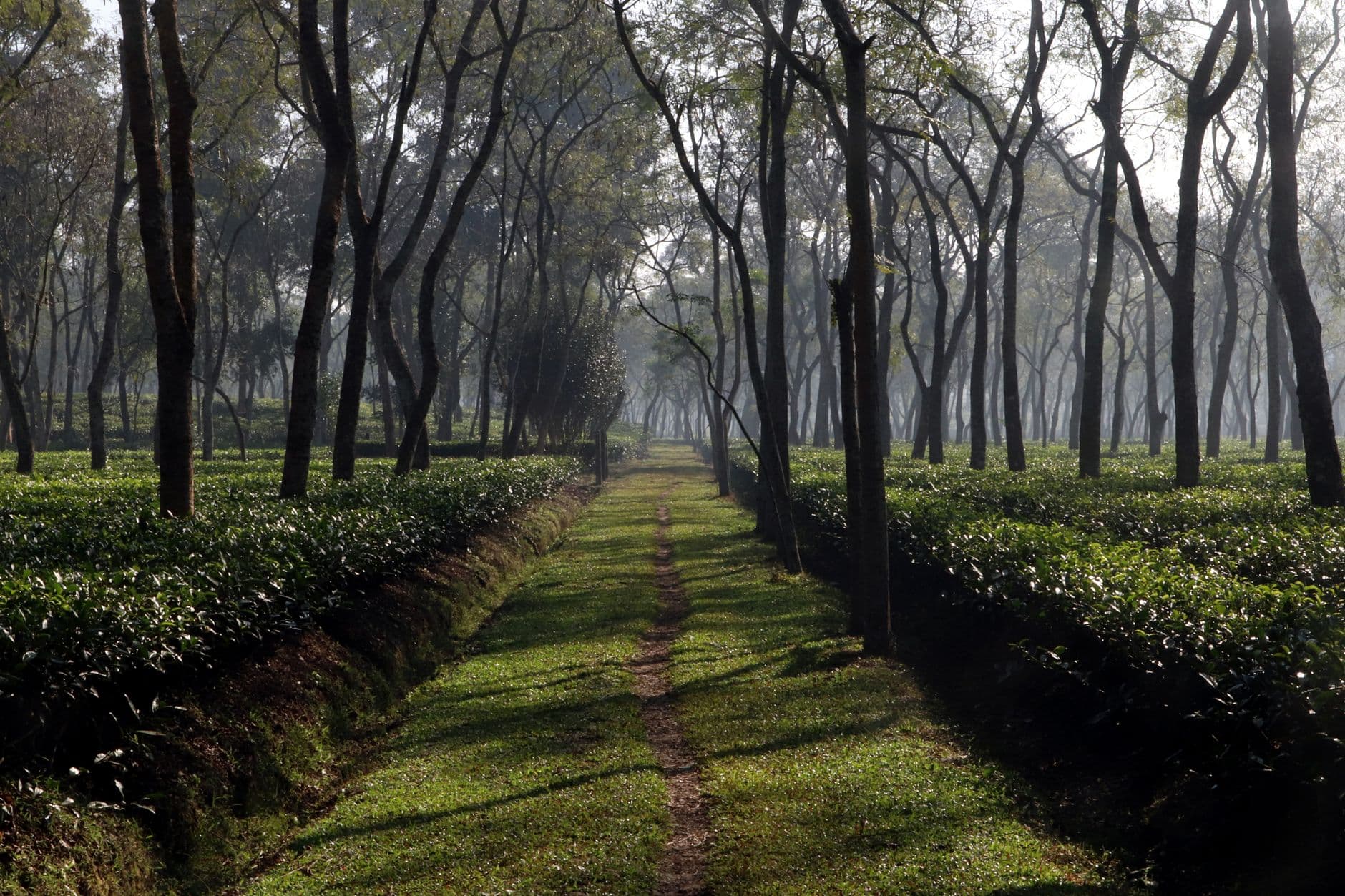 eSIM in Sylhet Tea Gardens 1