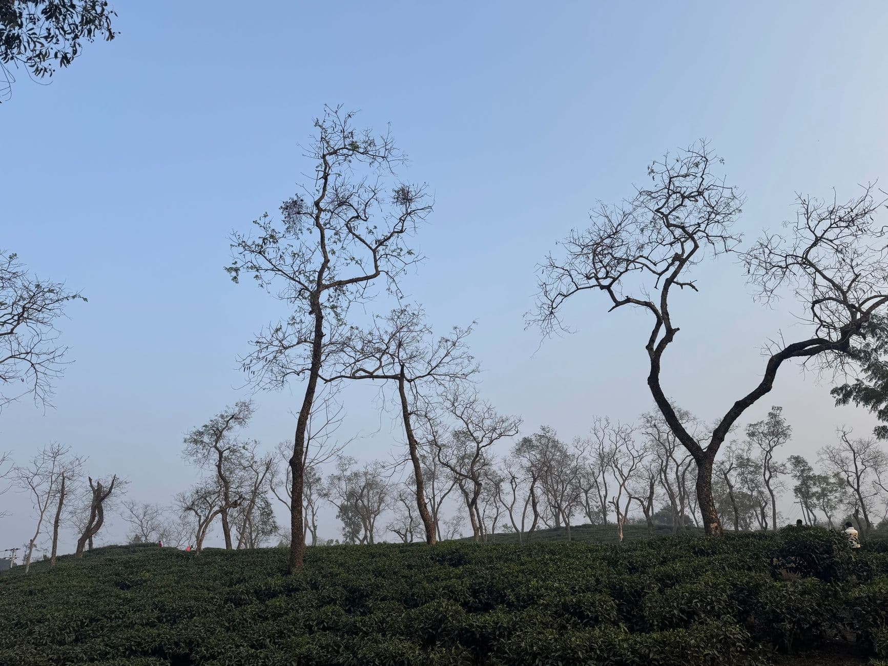 eSIM in Sylhet Tea Gardens 2