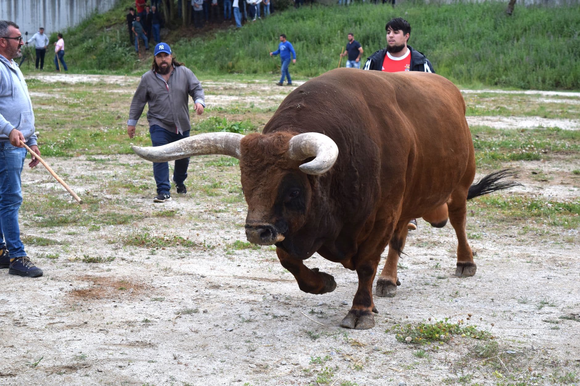 eSIM in Running of the Bulls 2