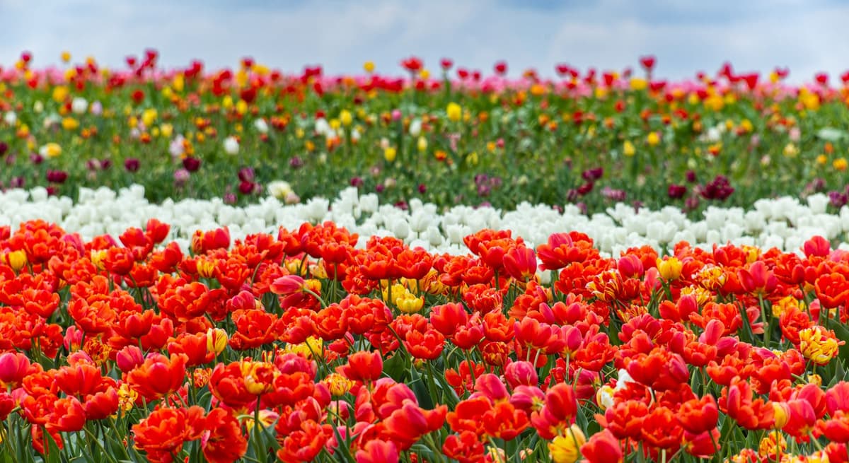 eSIM in Keukenhof 1