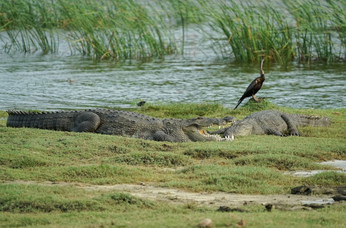 eSIM in Yala National Park 2