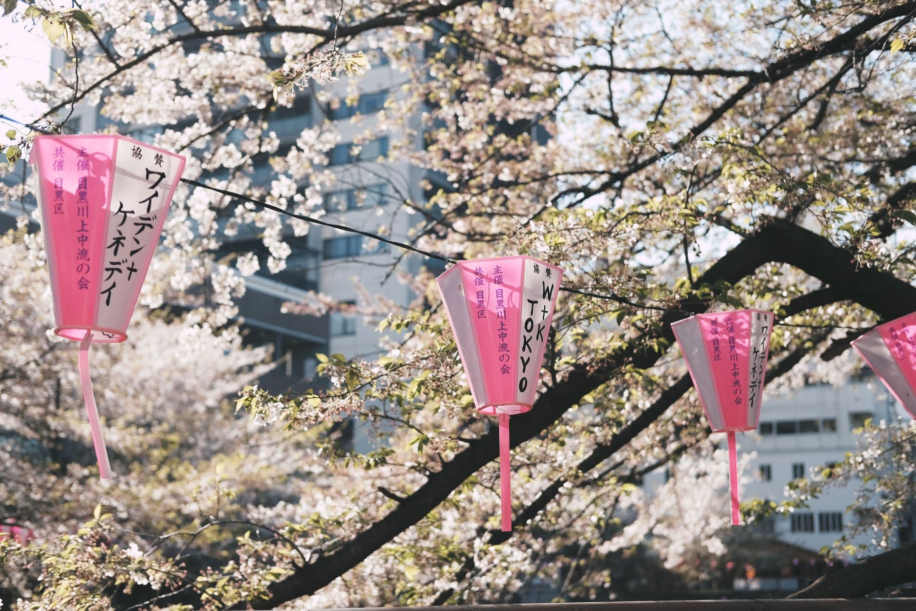 eSIM in Cherry Blossom Season Japan 1