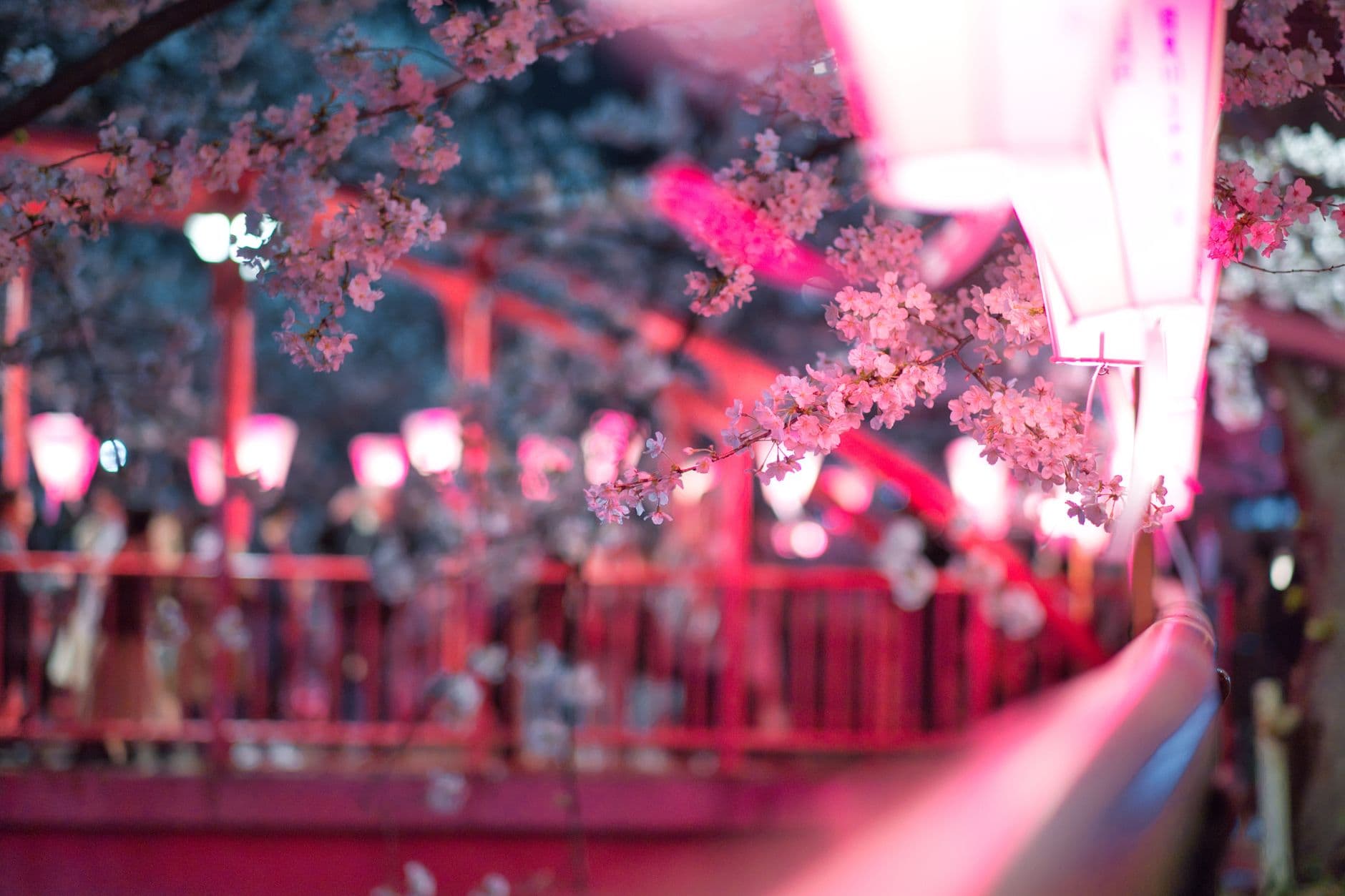 eSIM in Cherry Blossom Season Japan 2