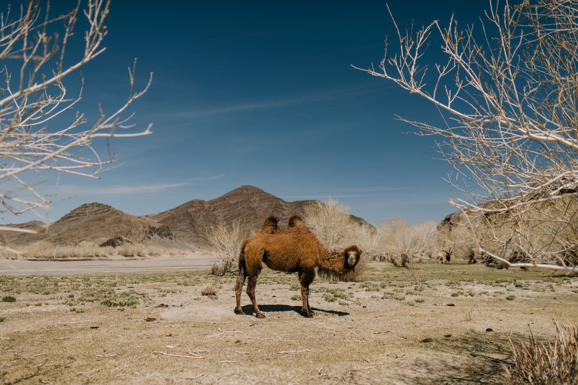 eSIM in Gobi Desert 2
