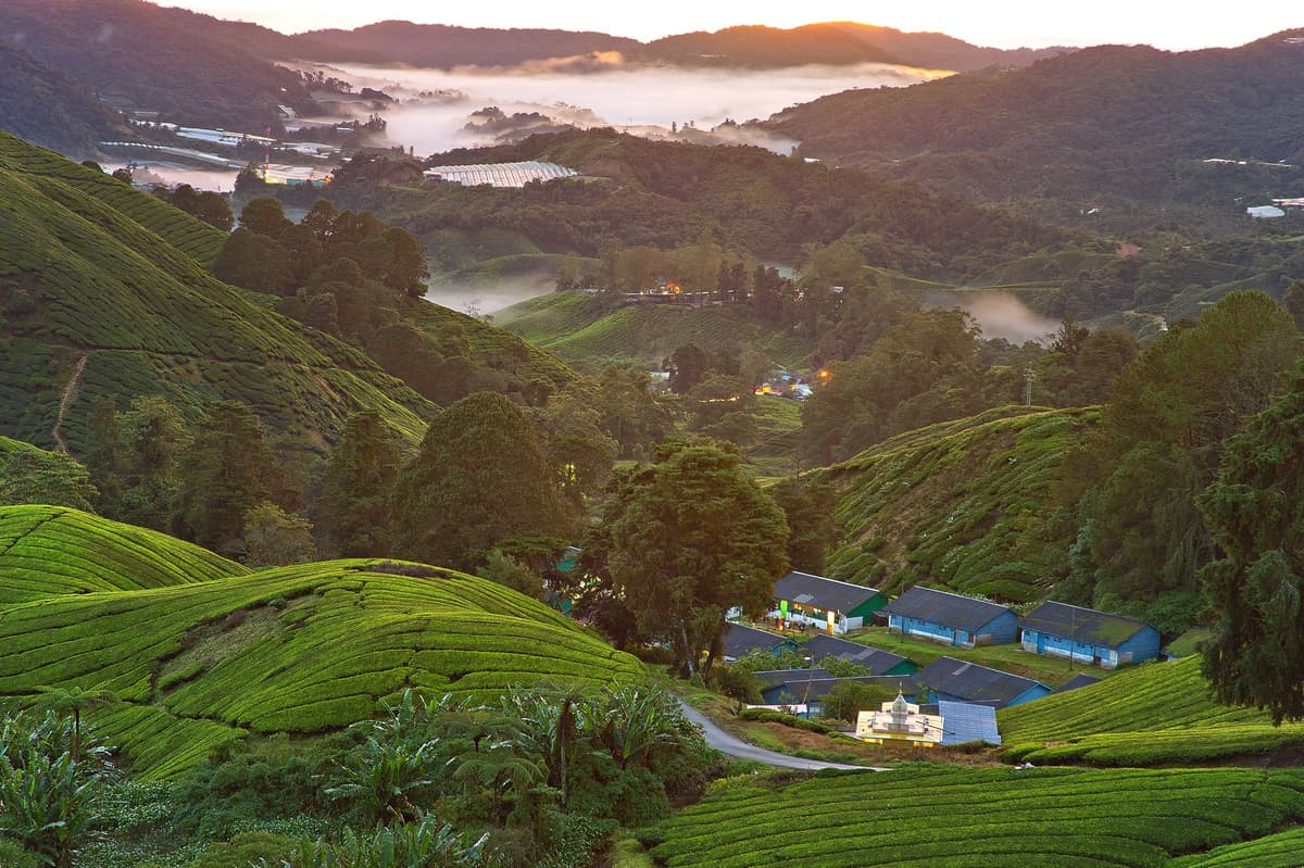 eSIM in Cameron Highlands 2